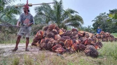 Petani Sawit Keluhkan Harga Jatuh,: Pemerintah Tinjau Kembali