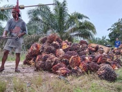 Petani Sawit Keluhkan Harga Jatuh,: Pemerintah Tinjau Kembali