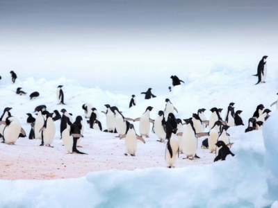 Kotoran Penguin