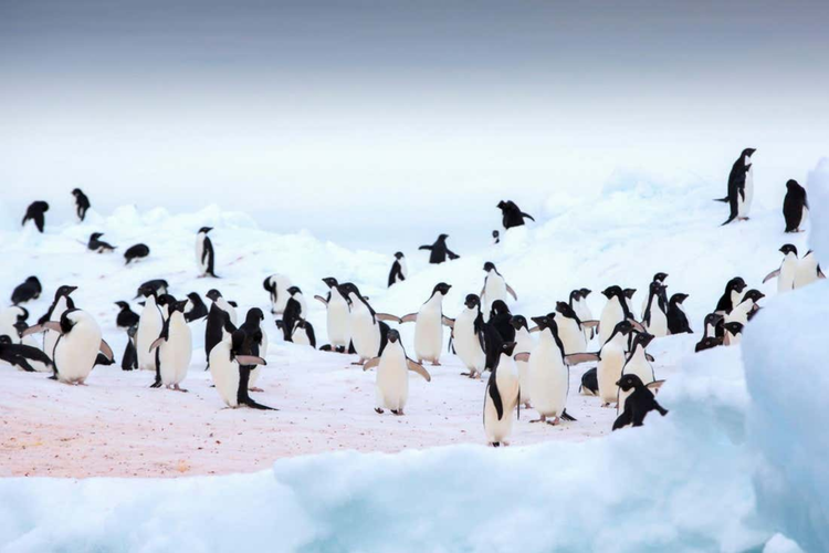 Kotoran Penguin