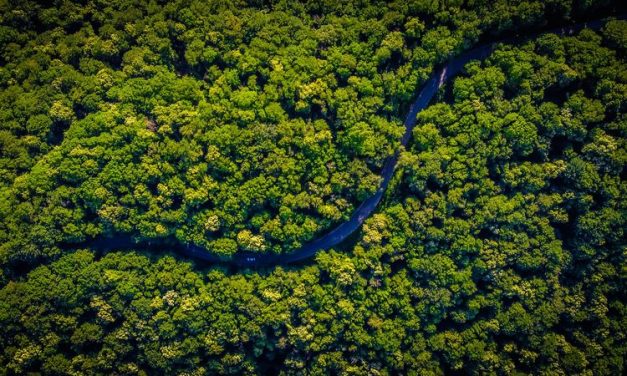 Dampak Pemanasan Global Membuat Pohon Tumbuh Dengan Lambat