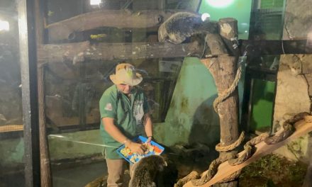 Wisata Malam Ragunan Tetap Buka Saat Libur Tahun Baru