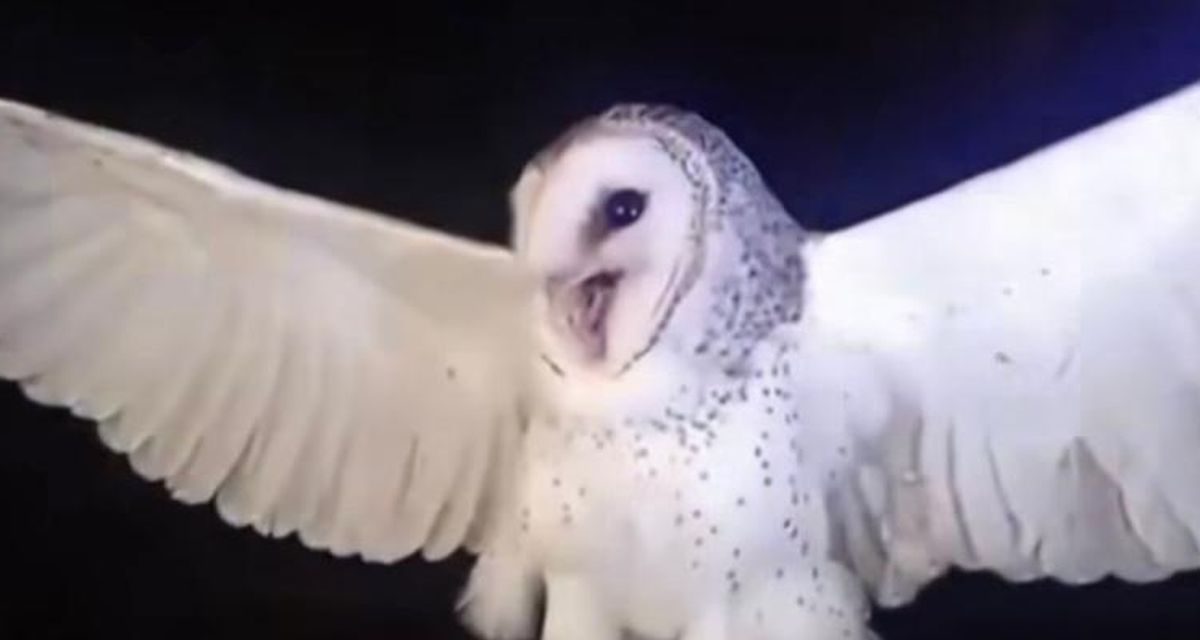 Burung Hantu NTT Di Tembak, Hama Siap Mengintai!