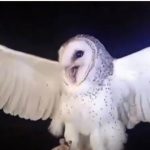 Burung Hantu NTT Di Tembak, Hama Siap Mengintai!