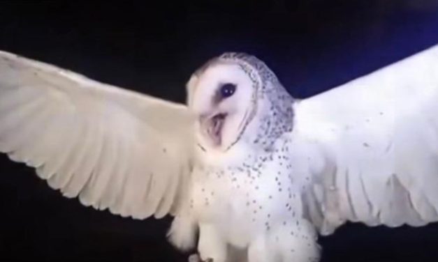 Burung Hantu NTT Di Tembak, Hama Siap Mengintai!