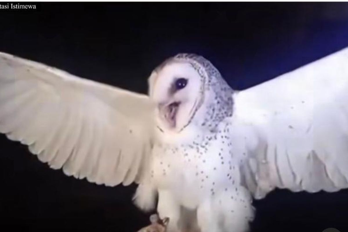 Burung Hantu NTT Di Tembak, Hama Siap Mengintai!