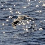 Terbang 4.800 Km, Burung Galapagos Bikin Heboh California