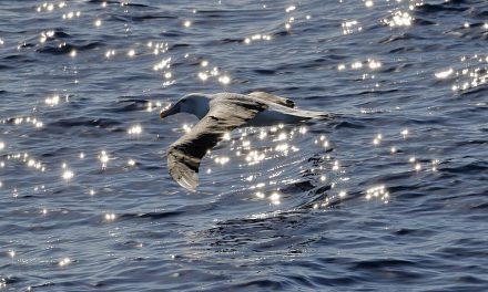 Terbang 4.800 Km, Burung Galapagos Bikin Heboh California