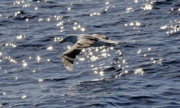 Terbang 4.800 Km, Burung Galapagos Bikin Heboh California