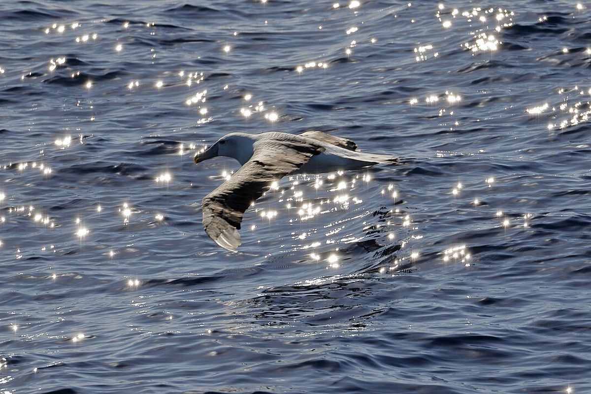 Terbang 4.800 Km, Burung Galapagos Bikin Heboh California