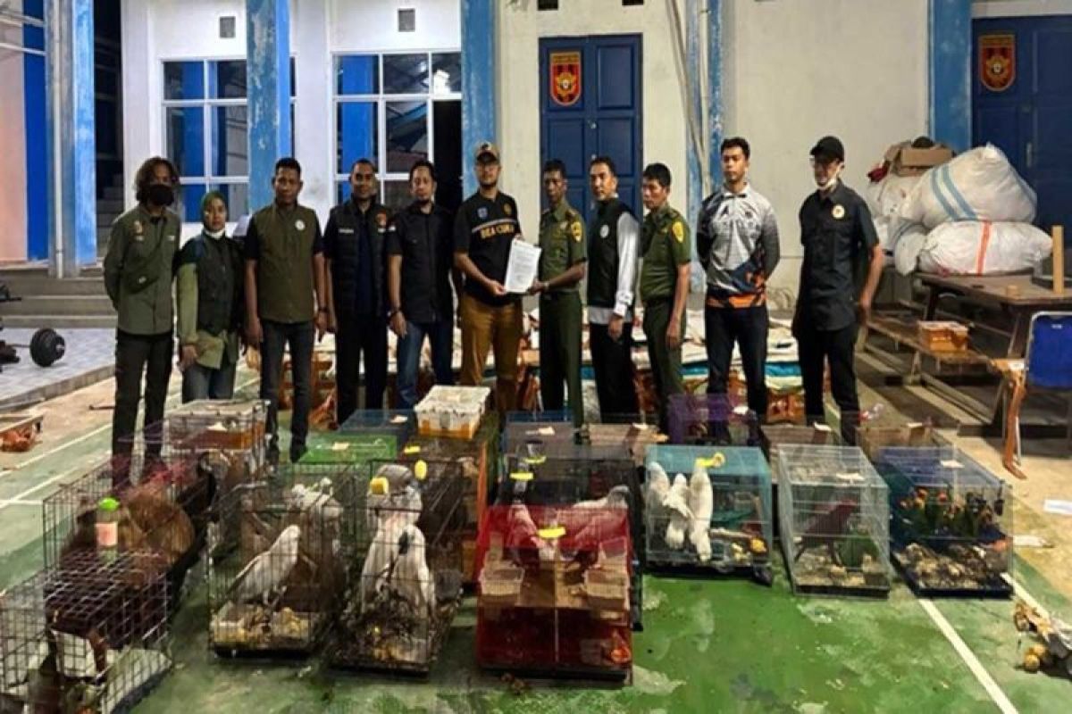 Gagal Total! Penyelundup 53 Koli Satwa Di Aceh Di Tangkap
