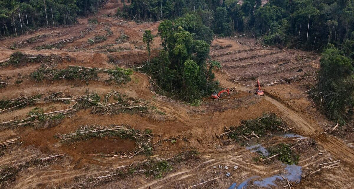 Hutan Habis, Napas Sesak: Saat Hijau Berganti Beton & Abu