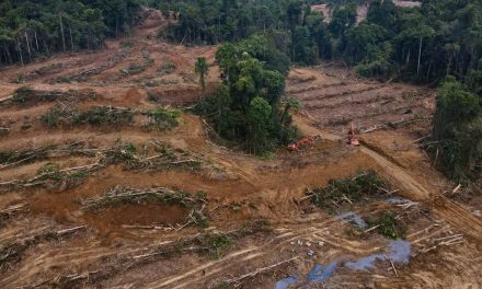 Hutan Habis, Napas Sesak: Saat Hijau Berganti Beton & Abu