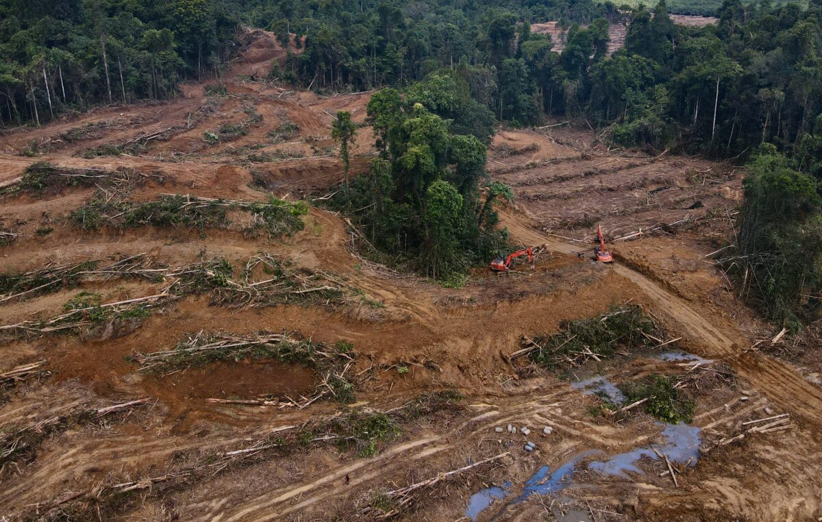 Hutan Habis, Napas Sesak: Saat Hijau Berganti Beton & Abu