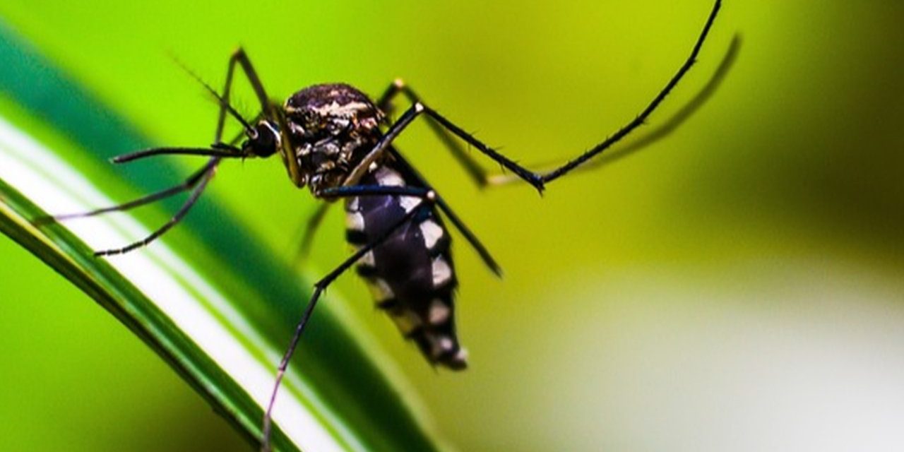 Tips Rumah Bersih: 3 Langkah Biar Gak Ada Lagi Suara Nyamuk