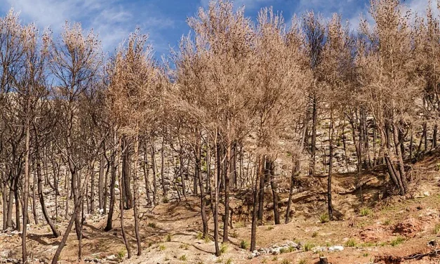Update Riset: Trik Bicara Perubahan Iklim Agar Di Dengar