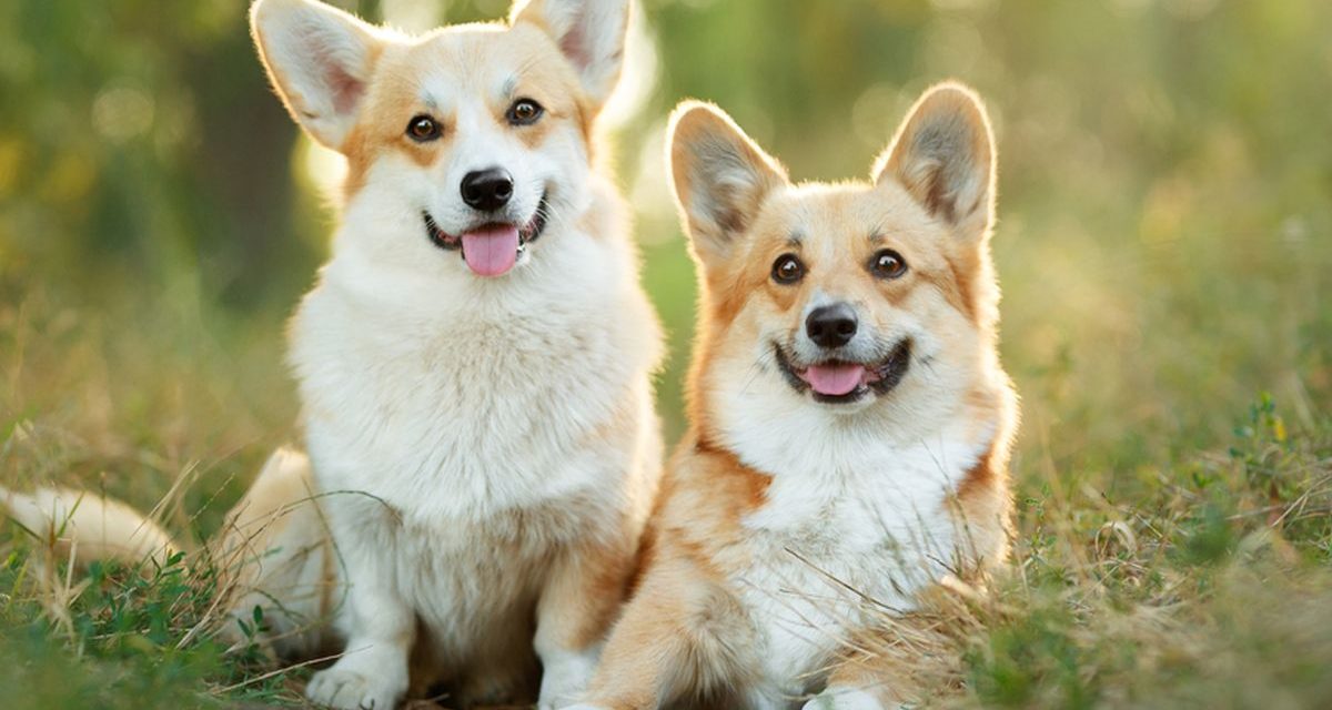 Curiga Anabul Sakit? Cek Tanda-Tanda Kanker Pada Anjing Ini