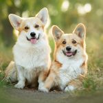 Curiga Anabul Sakit? Cek Tanda-Tanda Kanker Pada Anjing Ini