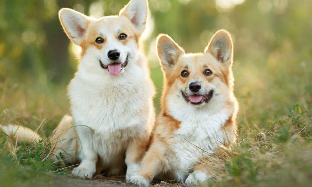 Curiga Anabul Sakit? Cek Tanda-Tanda Kanker Pada Anjing Ini