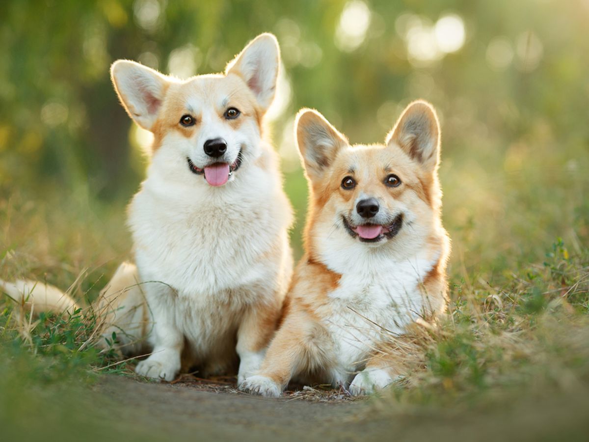 Curiga Anabul Sakit? Cek Tanda-Tanda Kanker Pada Anjing Ini